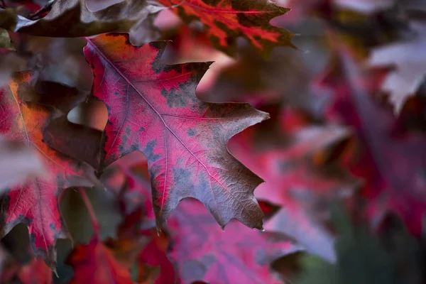 秋天的红橡树叶 — 图库照片