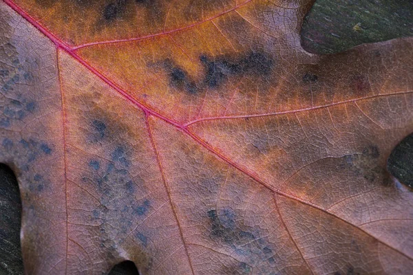 Eine Nahaufnahme Eines Eichenblattes Herbst Hintergrund Stockbild