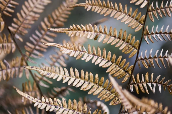 Nahaufnahme Von Farnblättern Herbst Hintergrund — Stockfoto