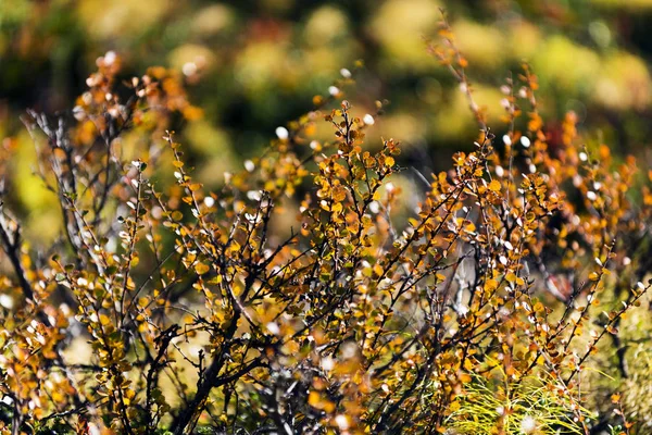 Tiro Bétula Anã Betula Nana Outono Norte Suécia — Fotografia de Stock