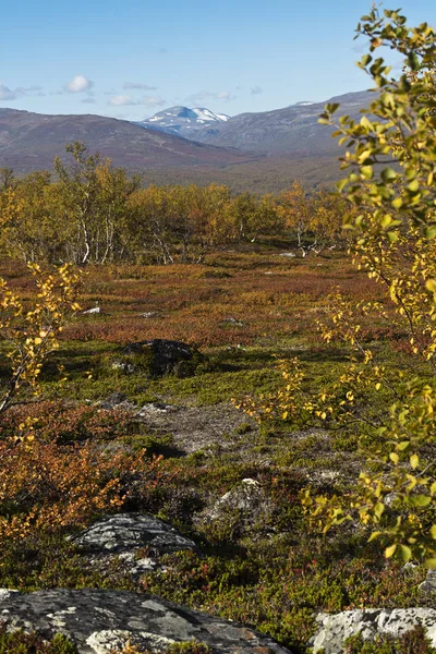 Landschaft Mit Birken Und Bergen Herbst Nordschweden — Stockfoto