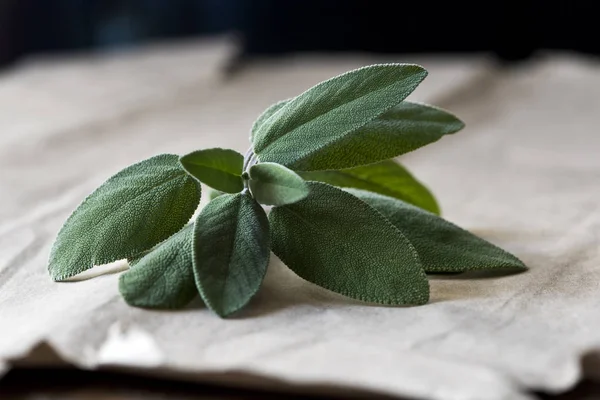 Färsk Salvia Också Kallade Trädgård Salvia Gemensam Sage Eller Kulinariska — Stockfoto