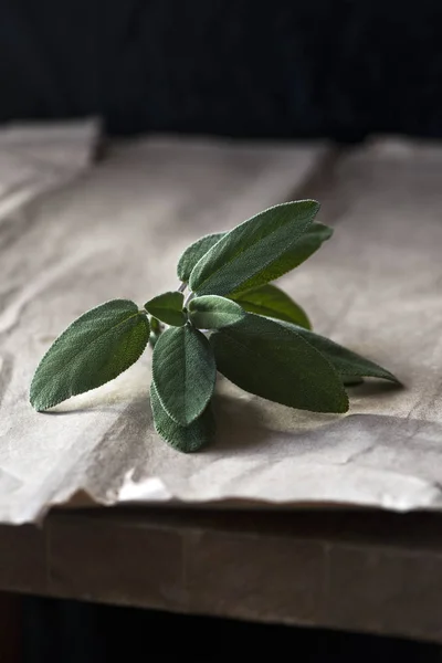 A fresh sage (also called garden sage, common sage, or culinary sage) twig with leaves on a paper background