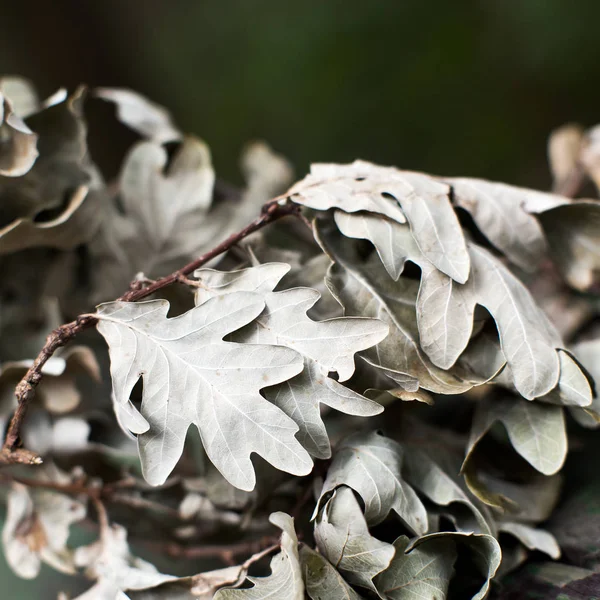 Bir Dal Kuru Meşe Ile Sonbaharda Yaprakları Arka Plan — Stok fotoğraf