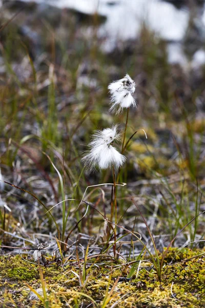 Détail Herbe Coton Automne Parc National Abisko Nord Suède — Photo