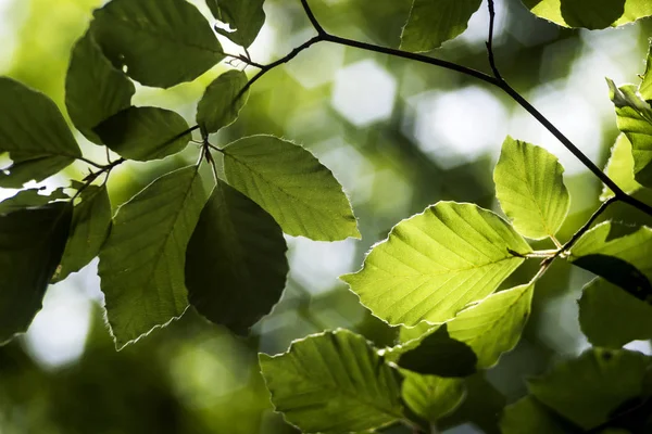 Bir Ağaç Bahar Yapraklarda Yeşil Kayın — Stok fotoğraf
