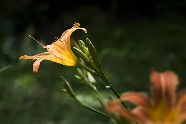 Close Uma Flor Lírio Dia Cor Laranja Verão — Fotografia de Stock