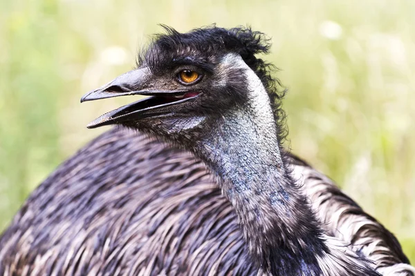 Bir Close Bir Emu Başkanı Yan Görünüm — Stok fotoğraf