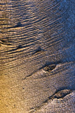 Bir kayın ağacı kabuğu günbatımında closeup