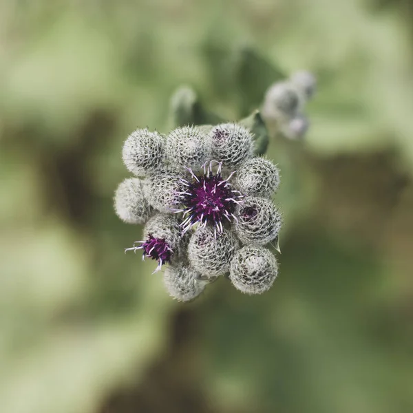 Shot Flowers Buds Woolly Burdock Downy Burdock Top View — Stock Photo, Image