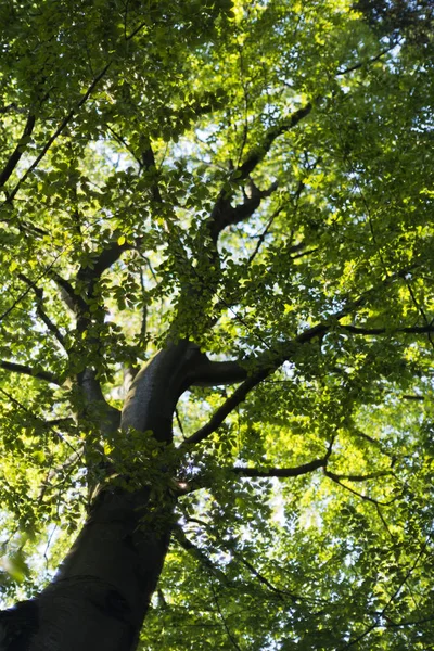 Pohled Koruny Stromu Slunečný Letní Den Buku — Stock fotografie
