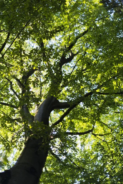 Una Vista Copa Del Árbol Soleado Día Verano Árbol Haya —  Fotos de Stock