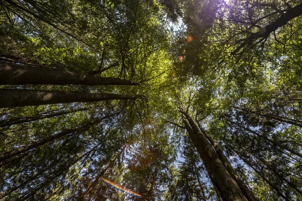 Вид Коронки Дерев Сонячний Літній День — стокове фото