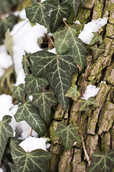 冬天的常春藤植物的一针 — 图库照片