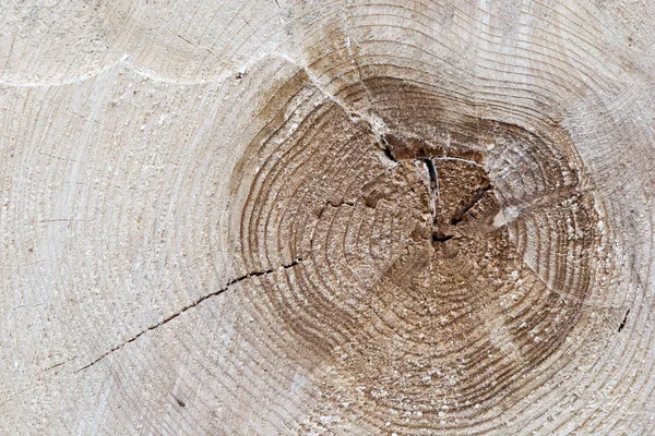 A cut tree trunk with growth rings.