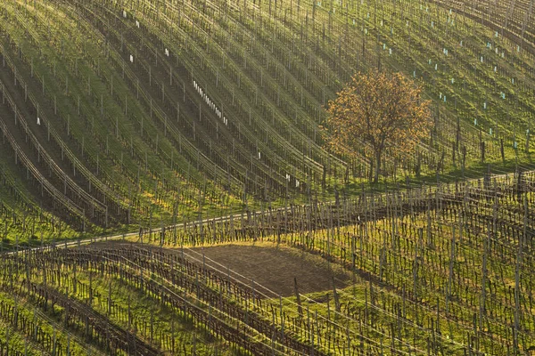 Spring landscape with vineyards. South of Moravia, Czech Republic.