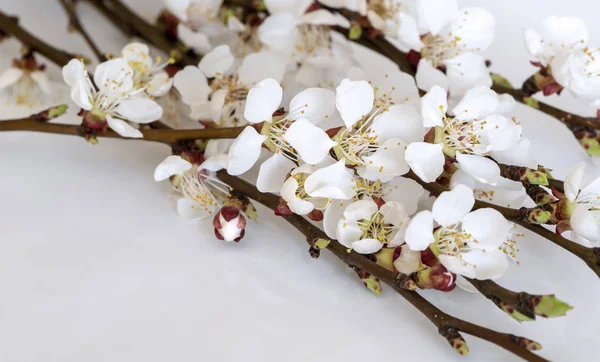 Galhos Uma Árvore Fruto Com Flores Botões Fundo Cinza Claro — Fotografia de Stock