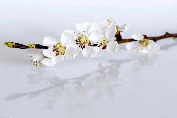 Galho Uma Árvore Fruto Com Flores Botões Fundo Cinza Claro — Fotografia de Stock