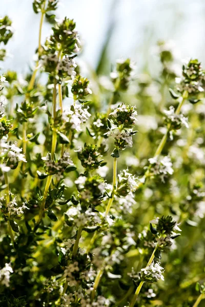 Closeup Thyme Plant Bloom Spring — Stock Photo, Image