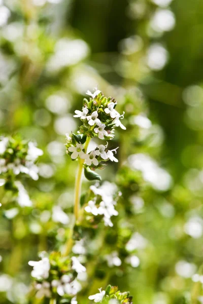 Closeup Thyme Twig Bloom Spring — Stock Photo, Image