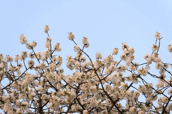 Uma Árvore Cereja Florescente Céu Azul Primavera — Fotografia de Stock