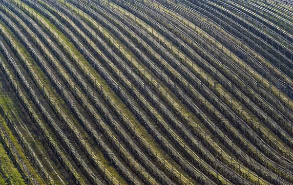 Vineyard Springtime — Stock Photo, Image