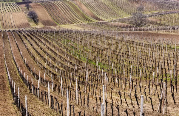 Paisagem Com Vinhas Árvores Primavera — Fotografia de Stock