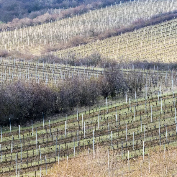 Landscape Vineyards Trees Springtime — Stock Photo, Image