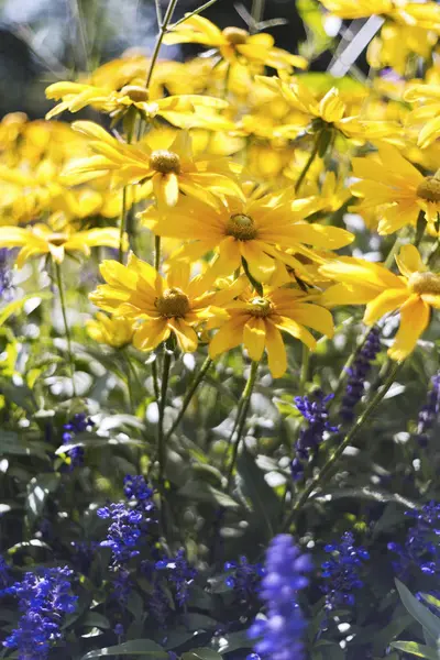 Flower bad of autumn flowers — Stock Photo, Image