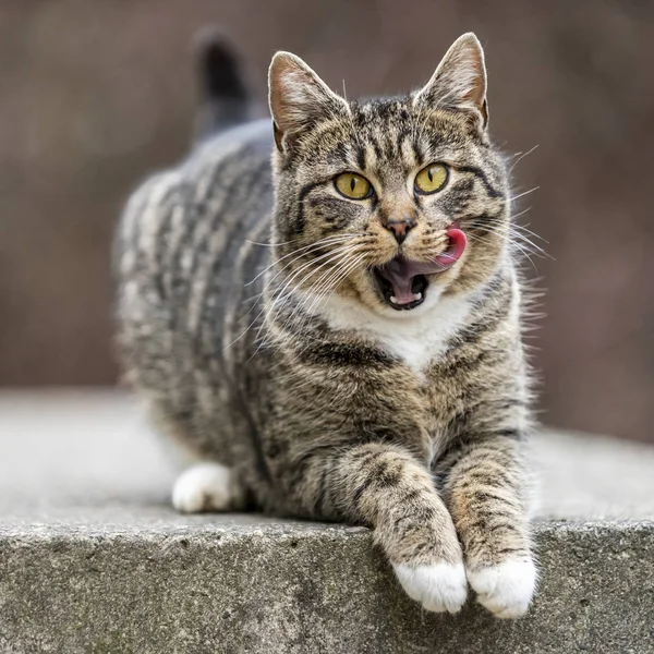 Portret van kat — Stockfoto