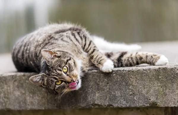 Retrato de gato — Fotografia de Stock