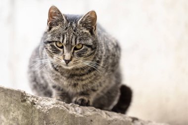 Tekir tomcat