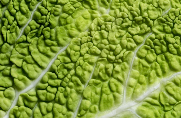 Savoy lahana yaprağı — Stok fotoğraf