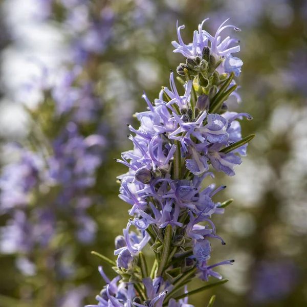 Ranting rosemary berbunga — Stok Foto