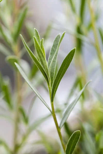 Taron (Estragon) dal — Stok fotoğraf