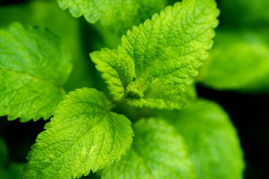 İlkbaharda limon merhemi yapraklarının yakın çekimi.