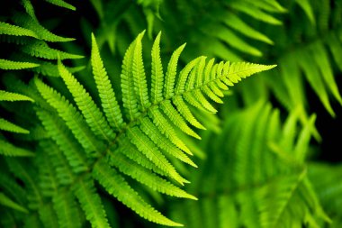 Baharda yeşil eğreltiotu yaprağının yakın çekimi