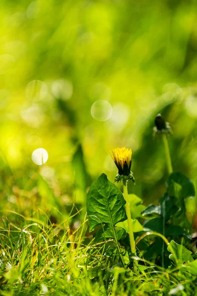 Sebuah Dandelion Rumput Setelah Hujan — Stok Foto
