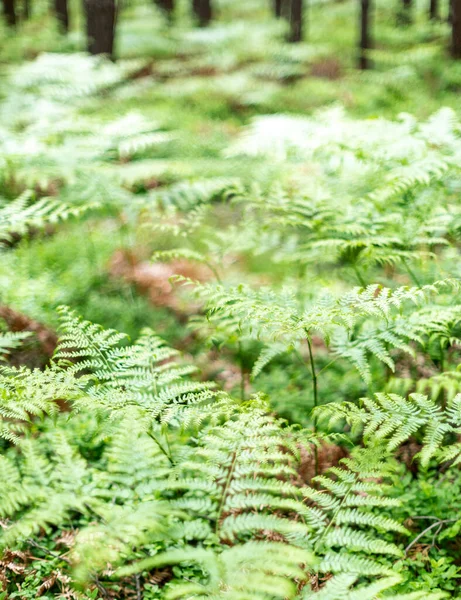 Shot Ferns Spring Forest — Stock Photo, Image