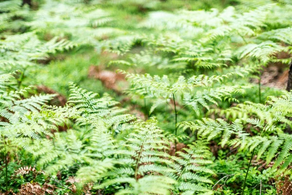 Prise Vue Fougères Dans Forêt Printemps — Photo