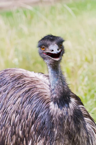 Porträt Des Kopfes Eines Emu — Stockfoto