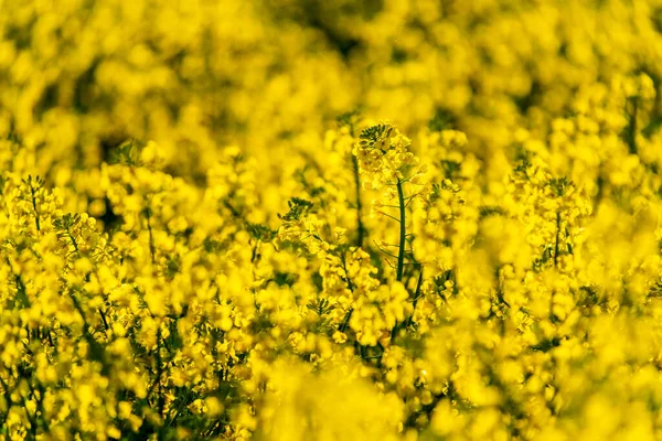 Detail Oilseed Rape Field Flower Springtime — Stock Photo, Image