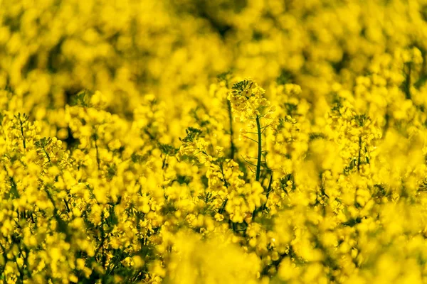 Detail Des Rapsfeldes Der Blüte Frühling — Stockfoto