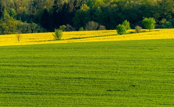 Jarní Pole Žlutou Zelenou Barvou Krajina — Stock fotografie