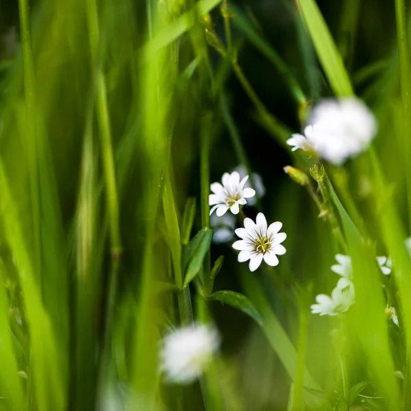 Weiße Winzige Wiesenblüten Späten Frühling Gras Versteckt — Stockfoto