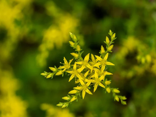 Eine Nahaufnahme Kleiner Gelber Blüten Mit Spitzen Blütenblättern — Stockfoto
