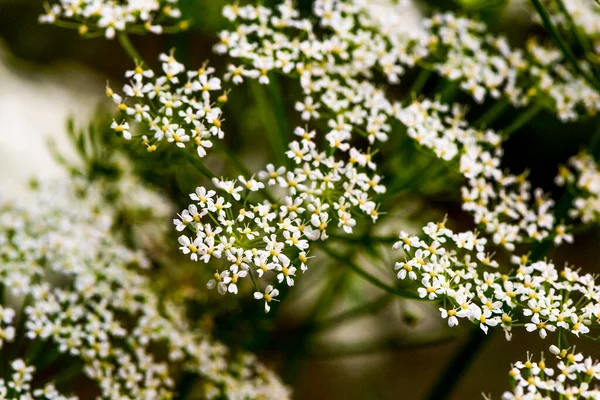 Uma Flor Ornamental Branca Florescendo Verão — Fotografia de Stock