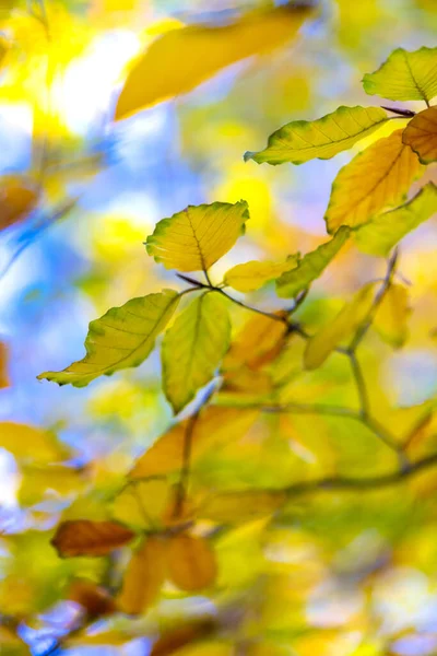 Las Hojas Haya Sobre Ramita Otoño — Foto de Stock