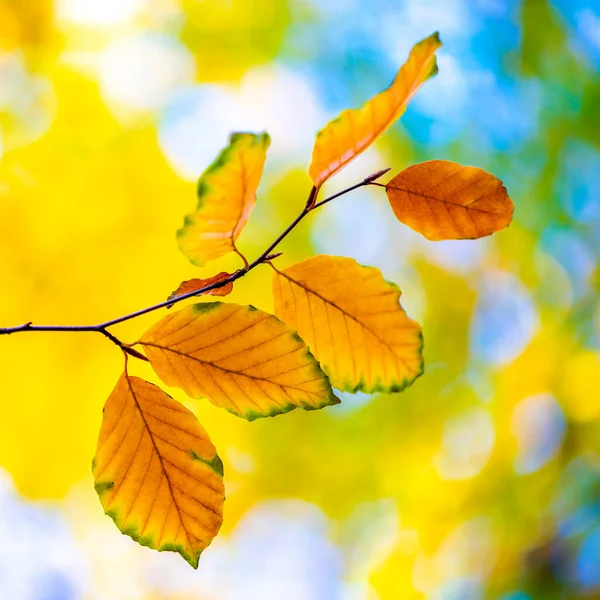 Las Hojas Anaranjadas Haya Sobre Ramita Otoño — Foto de Stock