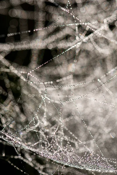 Cobweb Avec Rosée Matin Automne Fond Abstrait — Photo